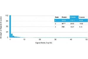 Analysis of Protein Array containing more than 19,000 full-length human proteins using NSE gamma (ENO2) Mouse Monoclonal Antibody (ENO2/1462) Z- and S- Score: The Z-score represents the strength of a signal that a monoclonal antibody (MAb) (in combination with a fluorescently-tagged anti-IgG secondary antibody) produces when binding to a particular protein on the HuProtTM array. (ENO2/NSE anticorps  (AA 416-433))