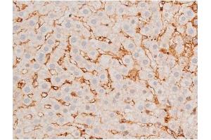 ABIN6267525 at 1/200 staining Rat liver tissue sections by IHC-P. (GATA4 anticorps  (pSer262))