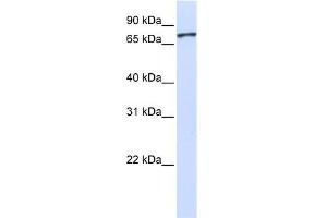 UNC5A antibody used at 1 ug/ml to detect target protein. (UNC5A anticorps)