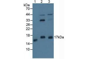 Figure. (Protein Phosphatase 3, Regulatory Subunit 1 (AA 2-170) anticorps)