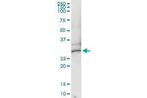 Immunoprecipitation of DCK transfected lysate using anti-DCK MaxPab rabbit polyclonal antibody and Protein A Magnetic Bead , and immunoblotted with DCK purified MaxPab mouse polyclonal antibody (B01P) .