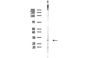 anti-BCL2-Related Protein A1 (BCL2A1) (Internal Region) antibody