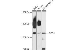 Western blot analysis of extracts of various cell lines, using OFD1 antibody (ABIN7269106) at 1:1000 dilution. (OFD1 anticorps  (AA 763-1012))