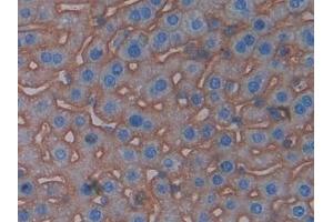 Detection of CD147 in Mouse Liver Tissue using Polyclonal Antibody to Cluster Of Differentiation 147 (CD147)