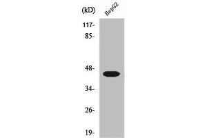 Western Blot analysis of 293 cells using Uba5 Polyclonal Antibody (UBA5 anticorps  (C-Term))