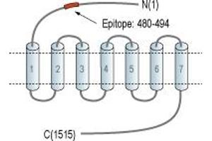 Representative domain view of the target of ABIN7884733.