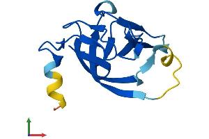 AlphaFold protein structure predicition of Mouse Recombinant Rabif Protein, UniprotID Q91X96