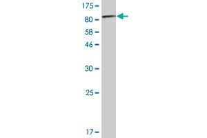 Western Blot detection against Immunogen (84.