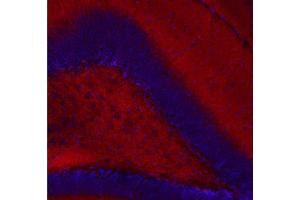 Indirect immunostaining of a PFA fixed mouse hippocampus section (dilution 1 : 200, red). (CASKIN1 anticorps)