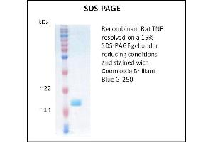 SDS-PAGE (SDS) image for Tumor Necrosis Factor alpha (TNF alpha) (Active) protein (ABIN5509416) (TNF alpha Protéine)