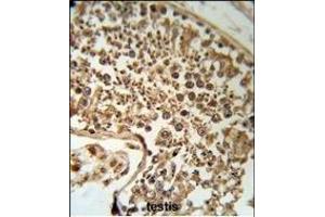SERPINH1 Antibody (C-term) (R) IHC analysis in formalin fixed and paraffin embedded human testis tissue followed by peroxidase conjugation of the secondary antibody and DAB staining. (SERPINH1 anticorps  (C-Term))