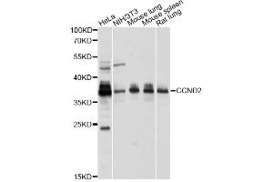 Western blot analysis of extracts of various cell lines, using CCND2 antibody (ABIN1875413) at 1:1000 dilution. (Cyclin D2 anticorps)