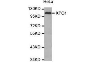 Western Blotting (WB) image for anti-Exportin 1 (XPO1) antibody (ABIN1875362) (XPO1 anticorps)