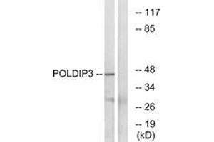 Western blot analysis of extracts from RAW264. (POLDIP3 anticorps  (AA 348-397))