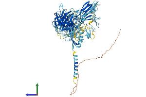 AlphaFold protein structure predicition of Mouse Recombinant St14 Protein, UniprotID P56677
