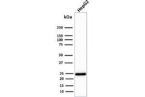 Western Blot Analysis of human HepG2 cell lysate using C1QA Mouse Monoclonal Antibody (C1QA/2783).