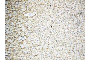 IHC-P: MBP antibody testing of rat brain tissue