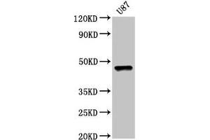 Western Blot Positive WB detected in: U87 whole cell lysate All lanes: SOX8 antibody at 5 μg/mL Secondary Goat polyclonal to rabbit IgG at 1/50000 dilution Predicted band size: 48 kDa Observed band size: 48 kDa (SOX8 anticorps  (AA 292-386))
