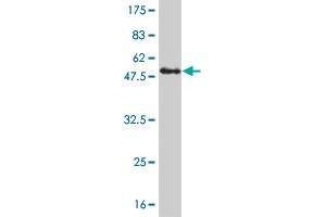 Western Blot detection against Immunogen (48.