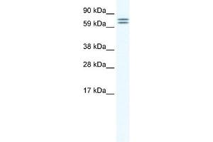 CES6 antibody (20R-1163) used at 0.