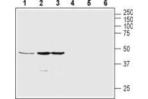 Western blot analysis of rat pancreas (lanes 1 and 4), SH-SY5Y (lanes 2 and 5) and MS1 (lanes 3 and 6) lysates: - 1-3. (GHSR anticorps  (2nd Extracellular Loop))