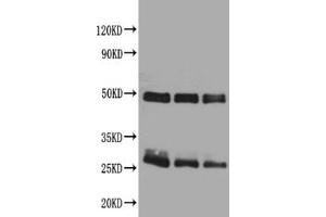 Western blotAll lanes: Rat IgG antibody at 2ug/mlLane 1: Rat IgG protein 70 ngLane 2: Rat IgG protein 50 ngLane 3: Rat IgG protein 30 ngSecondaryGoat polyclonal to Rabbit IgG at 1/50000 dilution. (Lapin anti-Rat IgG Anticorps)