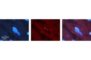 Rabbit Anti-SRSF1 Antibody   Formalin Fixed Paraffin Embedded Tissue: Human heart Tissue Observed Staining: Nucleus Primary Antibody Concentration: 1:100 Other Working Concentrations: N/A Secondary Antibody: Donkey anti-Rabbit-Cy3 Secondary Antibody Concentration: 1:200 Magnification: 20X Exposure Time: 0. (SRSF1 anticorps  (C-Term))