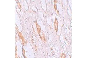 Immunohistochemical staining of human kidney cells with SLC39A1 polyclonal antibody  at 2.