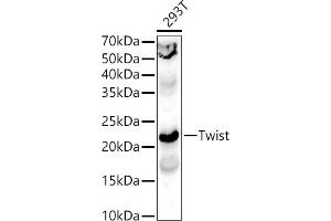 Western blot analysis of extracts of 293T cells, using Twist antibody (ABIN6128846, ABIN6149715, ABIN6149718 and ABIN6223153) at 1:400 dilution. (TWIST1 anticorps  (AA 103-202))