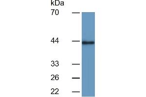 Mouse Detection antibody from the kit in WB with Positive Control:  Sample Human Serum. (Pepsinogen A Kit ELISA)