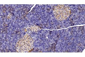 Detection of CHIT1 in Mouse Pancreas Tissue using Polyclonal Antibody to Chitinase 1 (CHIT1) (Chitotriosidase 1 anticorps  (AA 210-464))