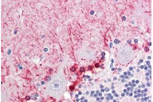 Anti-FABP7 / BLBP antibody IHC staining of human brain, cerebellum. (FABP7 anticorps  (AA 1-132))