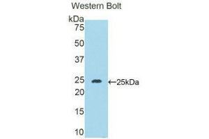 Western Blotting (WB) image for anti-Desmocollin 1 (DSC1) (AA 135-340) antibody (ABIN1858668) (Desmocollin 1 anticorps  (AA 135-340))