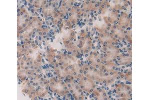 Used in DAB staining on fromalin fixed paraffin- embedded Kidney tissue (GFRA2 anticorps  (AA 117-314))