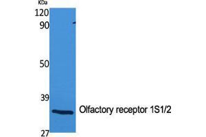 Western Blot (WB) analysis of specific cells using Olfactory receptor 1S1/2 Polyclonal Antibody. (Olfactory Receptor 1S1/2 (C-Term) anticorps)