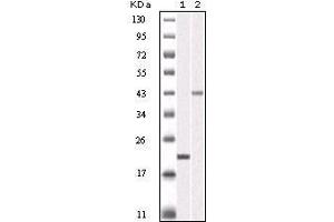 Western Blot showing AURKB antibody used against truncated AURKB recombinant protein (1) and SKN-SH cell lysate (2). (Aurora Kinase B anticorps)