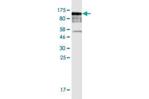 Western Blot detection against Immunogen (99 KDa) . (POLR3E anticorps  (AA 1-666))