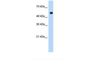 Image no. 2 for anti-Poly-U Binding Splicing Factor 60KDa (PUF60) (AA 371-420) antibody (ABIN320588) (PUF60 anticorps  (AA 371-420))
