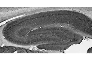 Adult rat brain membrane immunoblot.