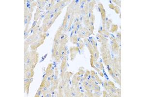 Immunohistochemistry of paraffin-embedded mouse heart using MLN antibody (ABIN5973790) at dilution of 1/100 (40x lens). (Motilin anticorps)