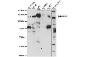 Western blot analysis of extracts of various cell lines, using M antibody (ABIN7268628) at 1:1000 dilution. (MAPK6 anticorps  (AA 372-721))