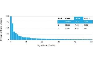 Analysis of Protein Array containing >19,000 full-length human proteins using CELA3B Mouse Monoclonal Antibody (CELA3B/1757) Z- and S- Score: The Z-score represents the strength of a signal that a monoclonal antibody (Monoclonal Antibody) (in combination with a fluorescently-tagged anti-IgG secondary antibody) produces when binding to a particular protein on the HuProtTM array.