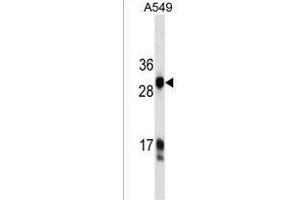 HKLK3 Antibody  ABIN1537679 western blot analysis in A549 cell line lysates (35 μg/lane). (Prostate Specific Antigen anticorps  (AA 220-250))