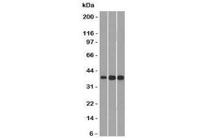 Western blot testing of 1) human HepG2, 2) mouse NIH3T3 and 3) mouse C2C12 lysate with CCND1 antibody. (Cyclin D1 anticorps)