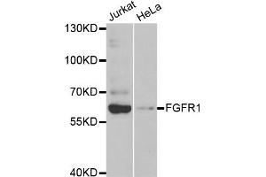 Western blot analysis of extracts of Jurkat and HeLa cell lines, using FGFR1 antibody. (FGFR1 anticorps)