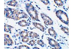 Immunohistochemistry of Pmaip1 in human stomach tissue with Pmaip1 polyclonal antibody  at 1 ug/mL .