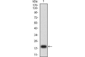 Western blot analysis using CD7 mAb against human CD7 (AA: 26-180) recombinant protein. (CD7 anticorps  (AA 26-180))