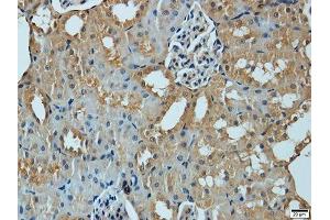 Immunohistochemistry of paraffin-embedded mouse kidney using MMP1 antibody.