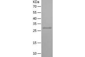 Western Blotting (WB) image for Protocadherin gamma Subfamily C, 4 (PCDHGC4) (AA 380-642) protein (His-IF2DI Tag) (ABIN7124702)