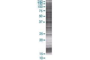 POU4F3 transfected lysate. (POU4F3 293T Cell Transient Overexpression Lysate(Denatured))